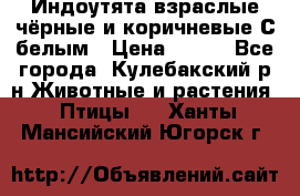 Индоутята взраслые чёрные и коричневые С белым › Цена ­ 450 - Все города, Кулебакский р-н Животные и растения » Птицы   . Ханты-Мансийский,Югорск г.